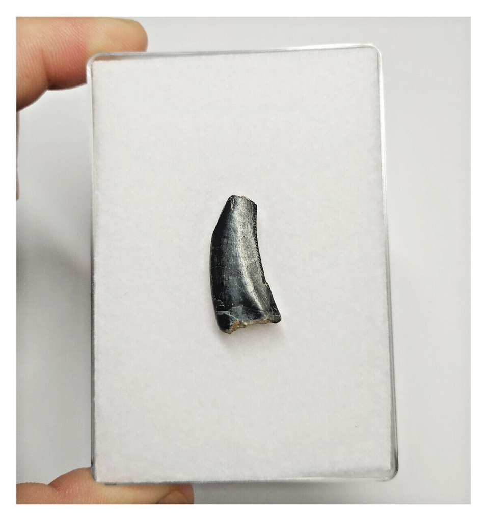 T166 - Kryptops palaios Abelisaurid Theropod Dinosaur Tooth Cretaceous ...