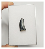 T166 - Kryptops palaios Abelisaurid Theropod Dinosaur Tooth Cretaceous Elrhaz Fm