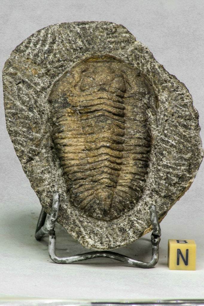 C38 - Rare Huge 2.75 Inch Prionocheilus pulcher Ordovician Trilobite Ktaoua Fm - Frederic Order