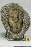 C38 - Rare Huge 2.75 Inch Prionocheilus pulcher Ordovician Trilobite Ktaoua Fm - Frederic Order