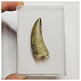 T44 - Rare Afrovenator abakensis Megalosaurid Dinosaur Tooth Jurassic Tiouraren Fm