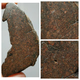 Lot of NWA Ordinary Chondrite Meteorites - Davgalev Order