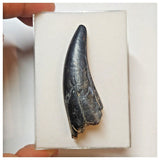 W10- Top Rare Unidentified Theropod Dinosaur Tooth - Cretaceous Elrhaz Fm Tenere Desert