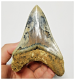 T130 - Finest Huge Serrated 4.52'' Megalodon Tooth from Rare Indonesia Location