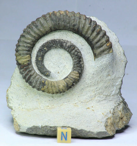 R283 & R373 Anetoceras + Cambropallas - Daniel Order