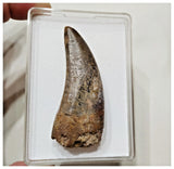 E1- Finest Grade Eocarcharia dinops Dinosaur Tooth - Cretaceous Elrhaz Fm Tenere Desert
