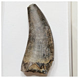 E4- Rare Eocarcharia dinops Dinosaur Tooth - Cretaceous Elrhaz Fm Tenere Desert