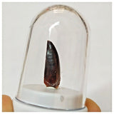 R3 - Finest Grade 0.82 Inch Abelisaurid Dinosaur Tooth Upper Cretaceous KemKem
