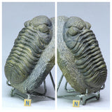 Lot of Well Prepared Trilobites - Order Tadashi