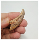 T72 - Top Rare 1.77 Inch Upper Cretaceous Pterosaur Claw KemKem Beds Ifezouane Fm