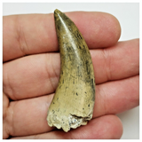 T44 - Rare Afrovenator abakensis Megalosaurid Dinosaur Tooth Jurassic Tiouraren Fm