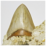 T115 - Finest Quality Serrated 4.21'' Megalodon Tooth in Matrix Indonesia Location