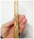 T253 - Exceedingly Rare 8.42'' Cretaceous Azhdarchid Pterosaur Dentary Bone KemKem