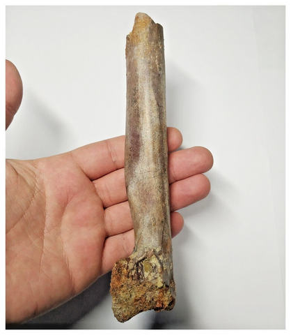 T255 - Top Rare 6.69'' Partial Cretaceous Azhdarchid Pterosaur Metacarpal Bone