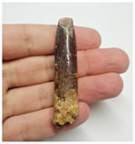 T79 - Huge Rebbachisaurus garasbae Diplodocoid Sauropod Dinosaur Tooth KemKem