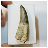 H36 - Rooted Suchomimus tenerensis Dinosaur Tooth Lower Cretaceous Elrhaz Fm