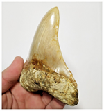 T131 - Finest Serrated 3.93'' Megalodon Tooth from Rare Indonesia Location