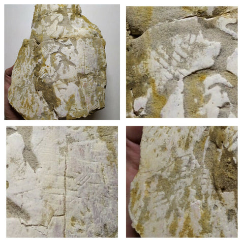 A21 - Top Rare 6.29'' Partial Dinosaur Bone with Bite Marks Cretaceous KemKem(143935048802)