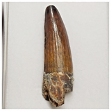 T194 - Finest Grade 2.04'' Red Spinosaurus Dinosaur Tooth Cretaceous KemKem Beds