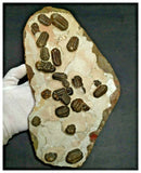 P22- Amazing Cluster of 24 Austerops Middle Devonian Trilobites Bou Tchrafine Fm