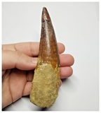 T149 - Huge 4.72 Inch Spinosaurus Dinosaur Tooth Upper Cretaceous KemKem Beds