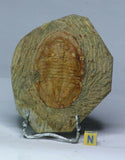 K13 - Nice Huge Detailed 2.95 Inch Reedops sp Lower Devonian Trilobite + Asaphellus - Order Michal