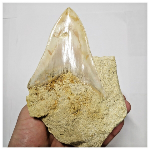 T119 - Finest Quality Serrated 3.70'' Megalodon Tooth in Matrix Indonesia Location