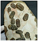 P22- Amazing Cluster of 24 Austerops Middle Devonian Trilobites Bou Tchrafine Fm