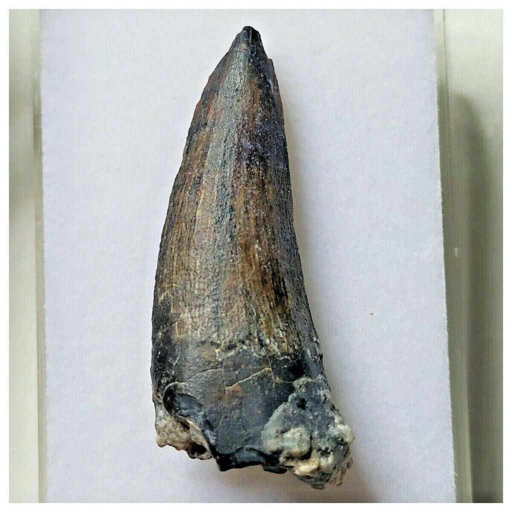 S10 - Exceedingly Rare Suchomimus tenerensis Dinosaur Tooth - Elrhaz Fm - Niger