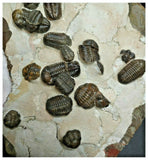 P22- Amazing Cluster of 24 Austerops Middle Devonian Trilobites Bou Tchrafine Fm