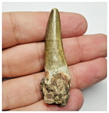 T23 - Rare Suchomimus tenerensis Dinosaur Tooth Lower Cretaceous Elrhaz Fm