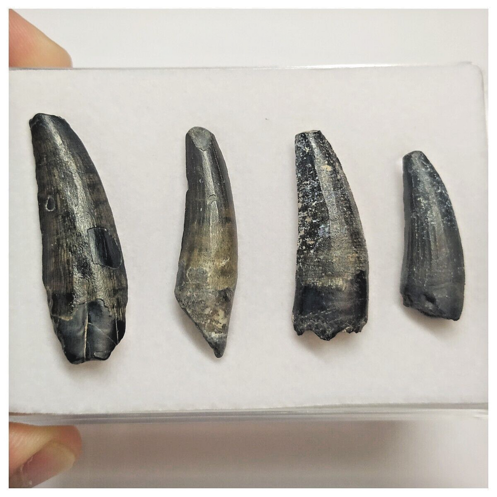 T88 - Set of 4 Suchomimus tenerensis Dinosaur Teeth Lower Cretaceous Elrhaz Fm