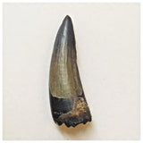 W11 - Rare Suchomimus tenerensis Dinosaur Tooth Lower Cretaceous Elrhaz Fm