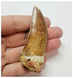 T61 - Serrated 2.83 Inch Carcharodontosaurus Dinosaur Tooth - Cretaceous KemKem
