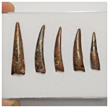 T188 - Set of 5 Nice Pterosaur (Coloborhynchus) Teeth Cretaceous KemKem Beds
