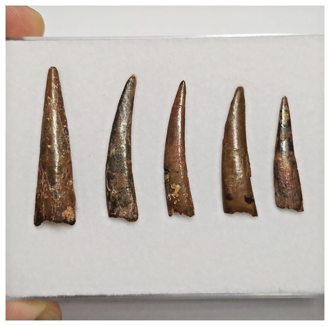 T188 - Set of 5 Nice Pterosaur (Coloborhynchus) Teeth Cretaceous KemKem Beds