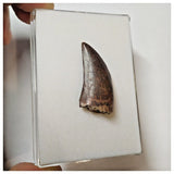 W3 - Rare Eocarcharia dinops Dinosaur Tooth - Cretaceous Elrhaz Fm Tenere Desert