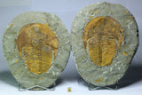 R283 & R373 Anetoceras + Cambropallas - Daniel Order