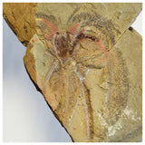 Sarcosuchus + Suchomimus Teeth Lower Cretaceous Erlhaz Fm Niger + Furca + Ampyx + Bavarilla - 143972413005