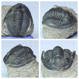 Order Adam Winter. Trilobites + Meteorites