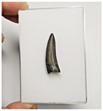 T178 - Rare Suchomimus tenerensis Dinosaur Tooth Lower Cretaceous Elrhaz Fm