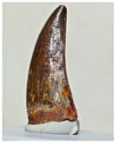 G56 - Finest 1.14'' Carcharodontosaurus Dinosaur Premaxillary Tooth Cretaceous