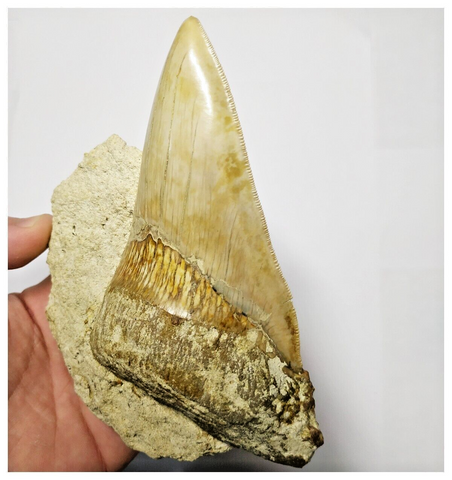 T127 - Finest Quality Serrated 4.13'' Megalodon Tooth in Matrix Indonesia Location