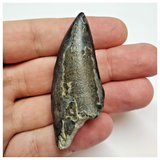 T47 - Rare Eocarcharia dinops Dinosaur Tooth - Cretaceous Elrhaz Fm Tenere Desert