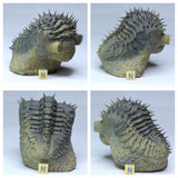 R336 - Finest Prepared 3.54'' Spiny Rolled Drotops armatus Devonian Trilobite