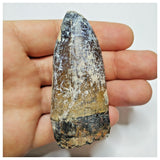 JS34 - Huge Sarcosuchus imperator Crocodile Tooth Lower Cretaceous Elrhaz Fm