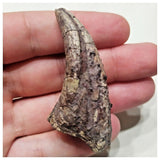 F1 - Unidentified Theropod Dinosaur Foot Claw Cretaceous Elrhaz Fm Tenere Desert