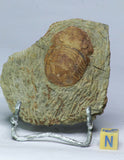 L120 & L119 Nileid + Asaphid Trilobites. M. TOUBLANC Order