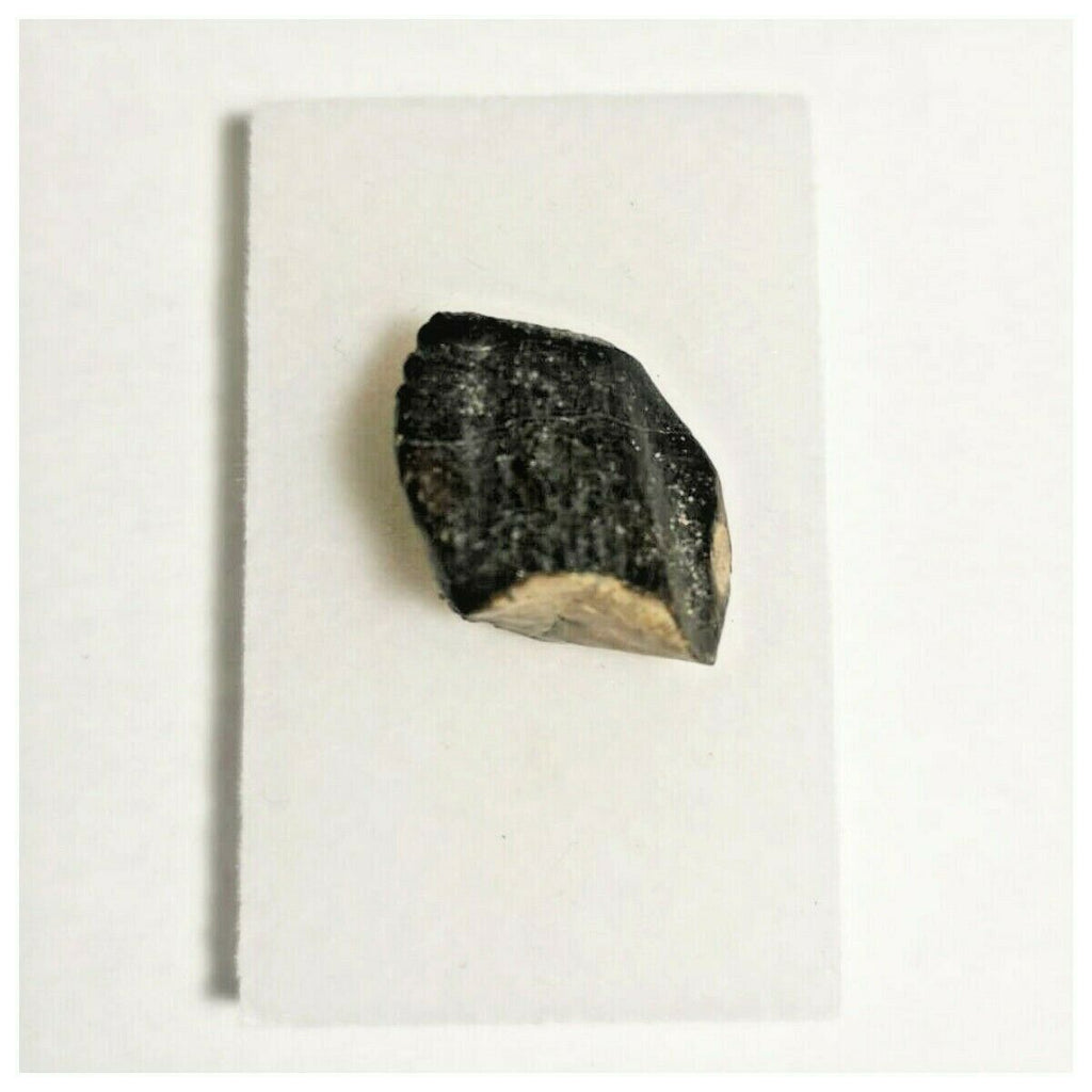 J12 - Spinophorosaurus nigeriensis Sauropod Dinosaur Tooth Jurassic Irhazer Fm