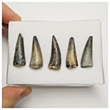 T227 - Set of 5 Sarcosuchus imperator Crocodile Teeth Lower Cretaceous Elrhaz Fm